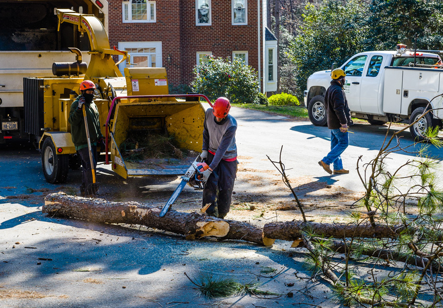 Arborist Mobile AL MOB Tree Service