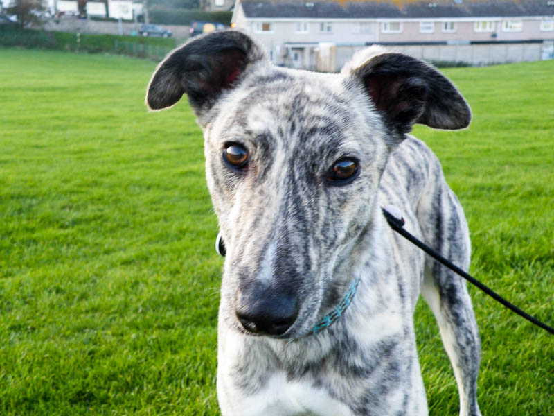 Kennel Cough Mochdre Vets