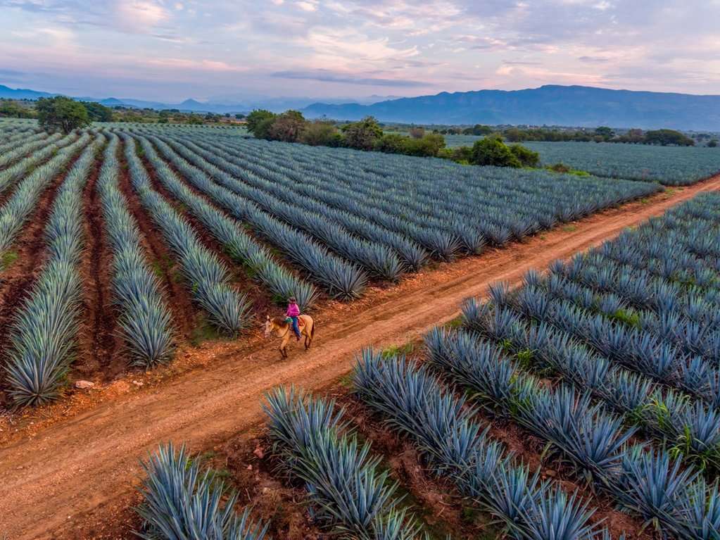 Cómo llegar a Tequila desde Guadalajara o CDMX precio y guía