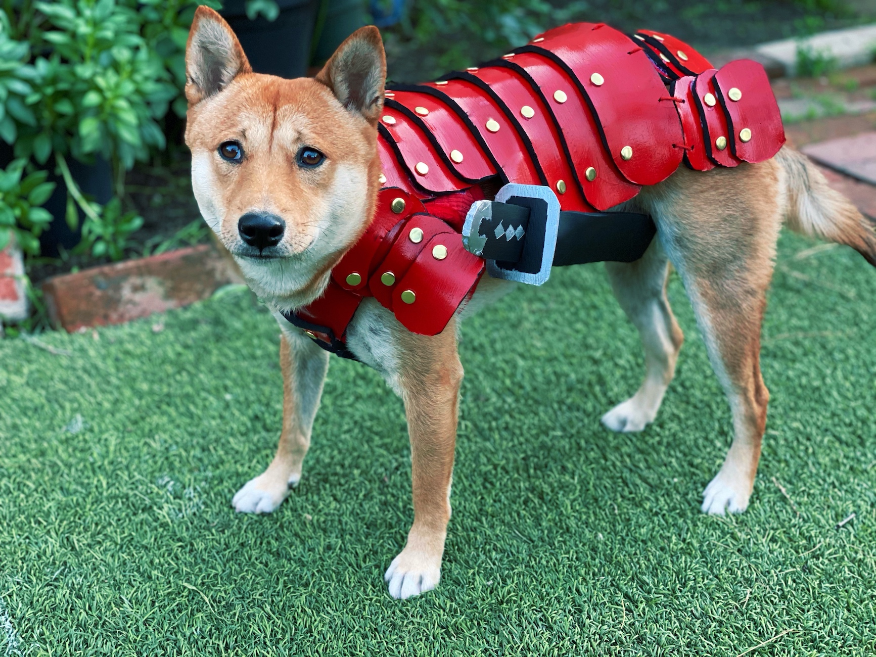 Samurai Dog Outfit DIY Cosplay For Your Dog Step by Step Tutorial