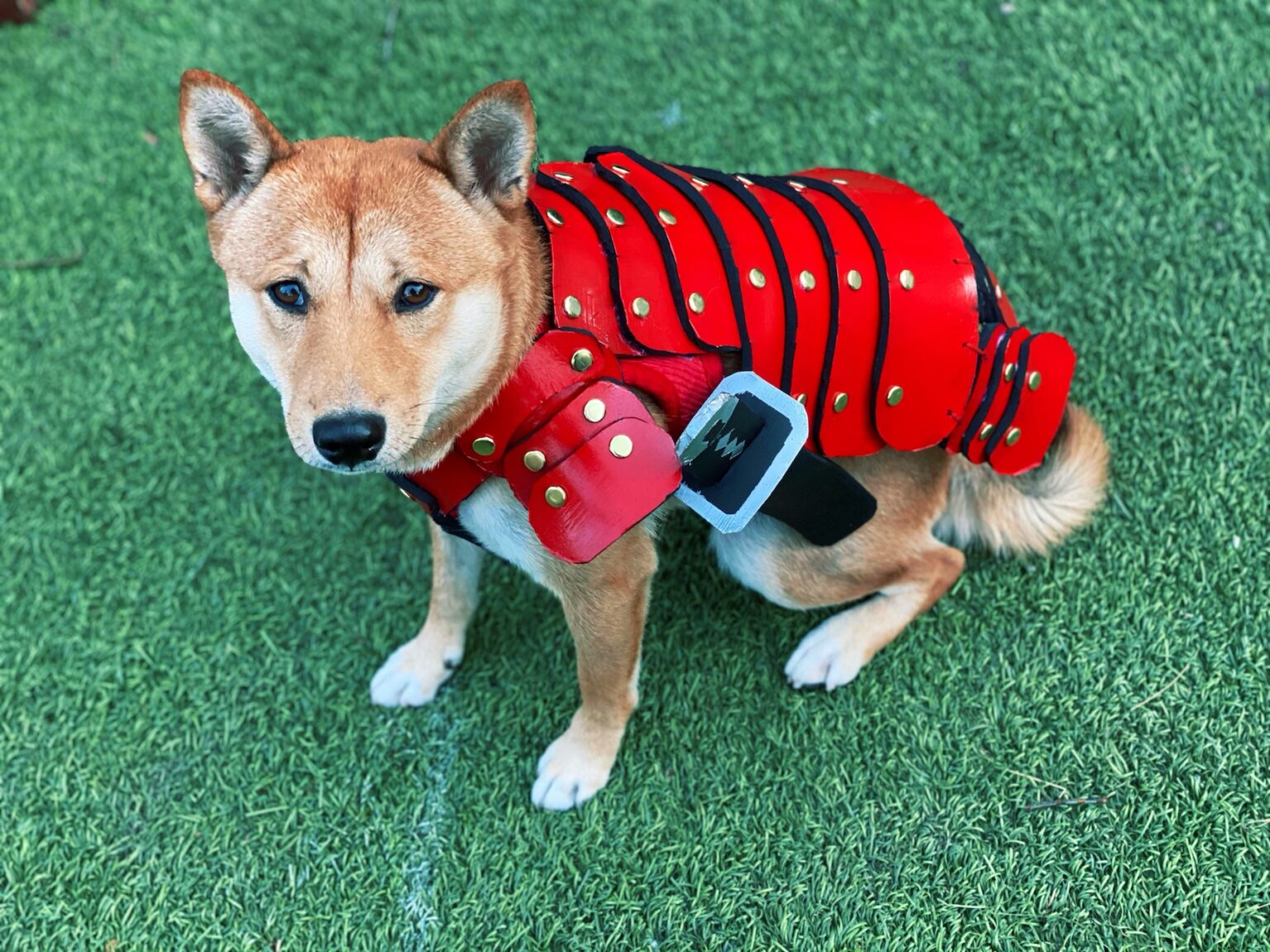 Samurai Dog Outfit DIY Cosplay For Your Dog Step by