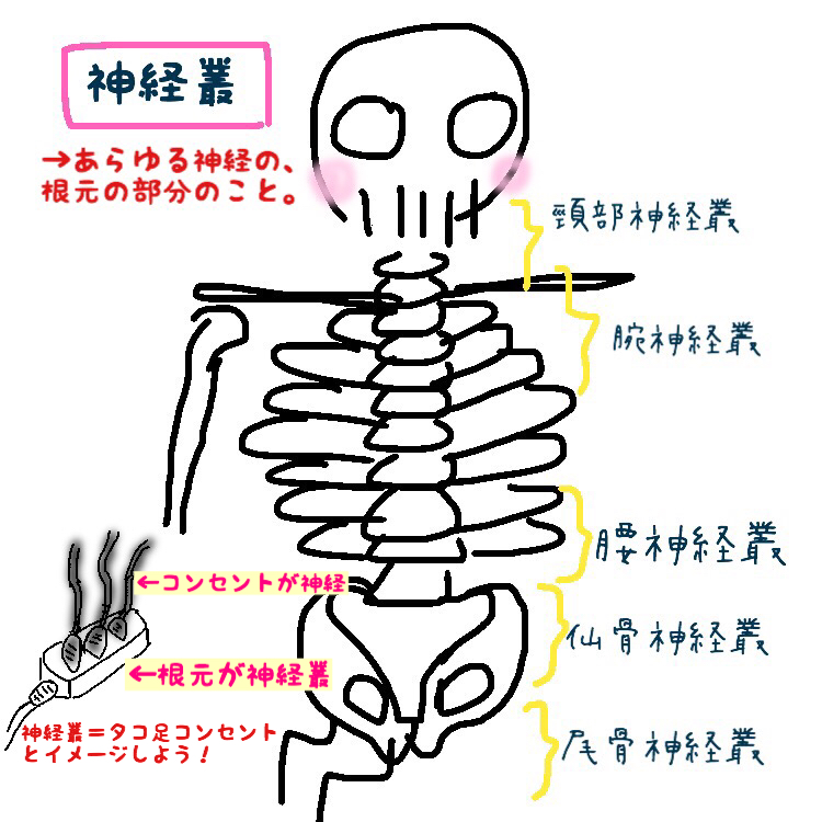 神経叢の周辺に起こる感覚障害の原因とは？【図で解説】 もちゆきナース室