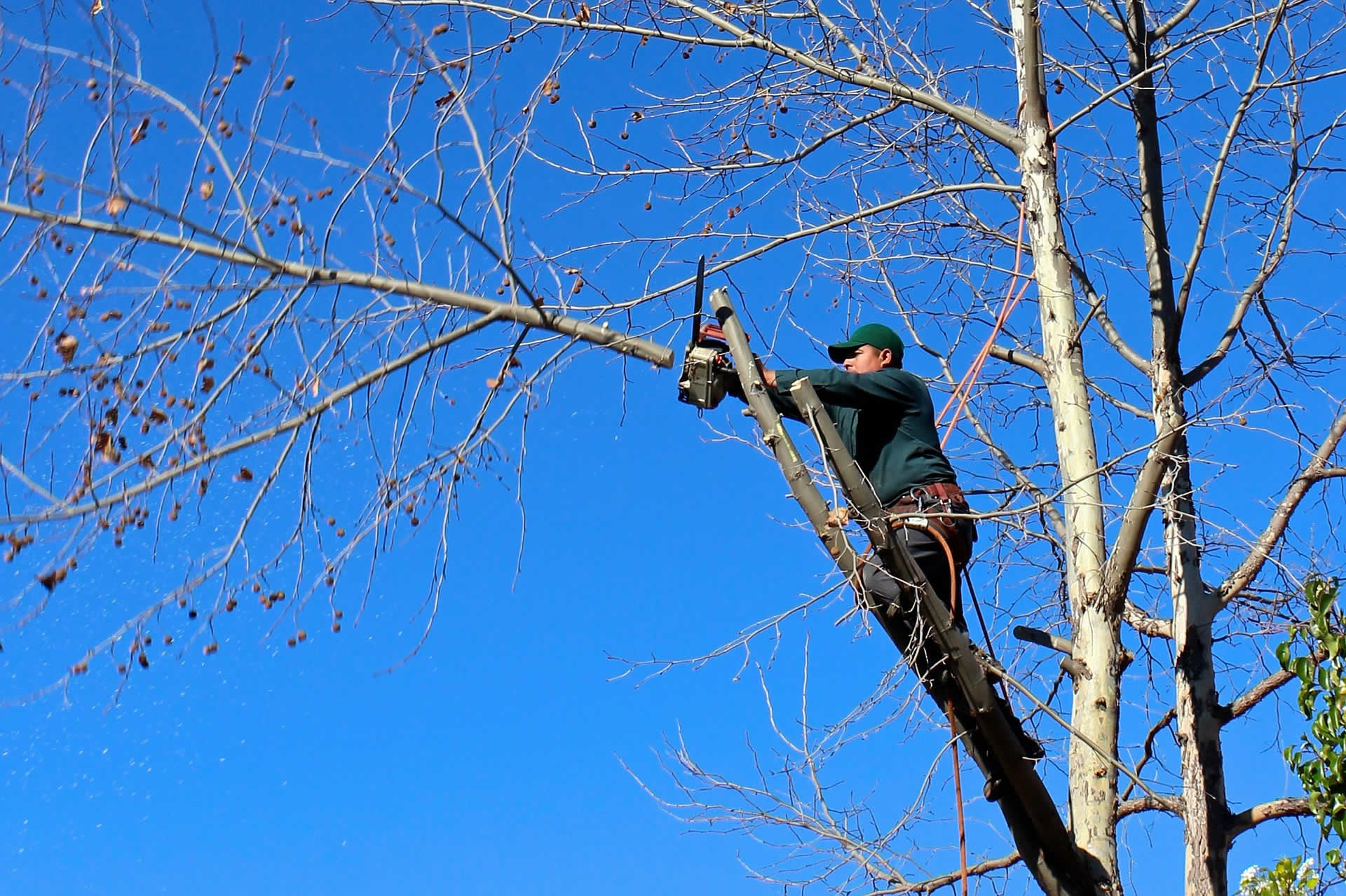 Tree Trimming, Pruning, Fertilizing & Tree Disease Control