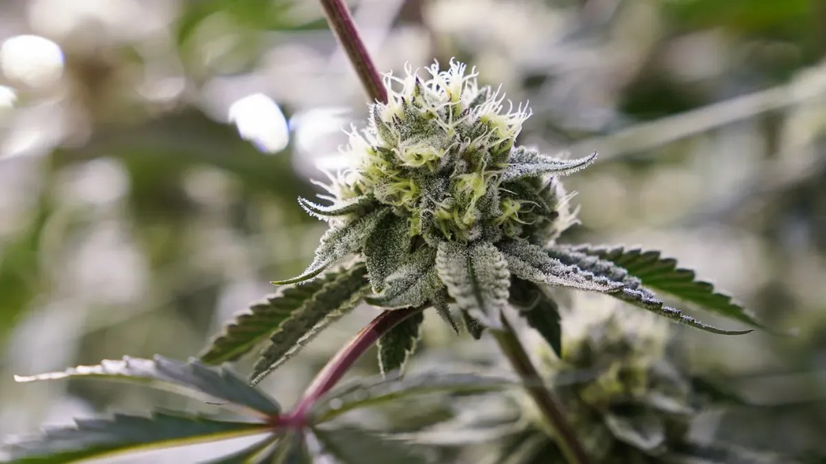 Is Weed Legal In Alabama In 2023? Alabama Cannabis Laws Explained