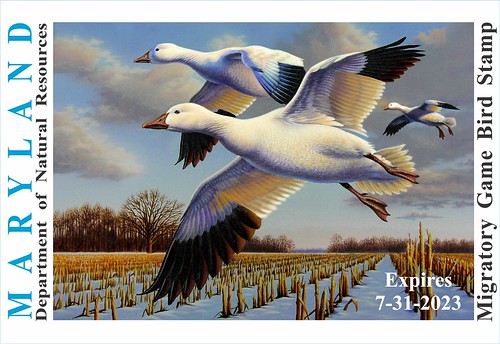 waterfowl festival 2023 Design Contest for Maryland's 20232024 Migratory Game Bird Stamp Now