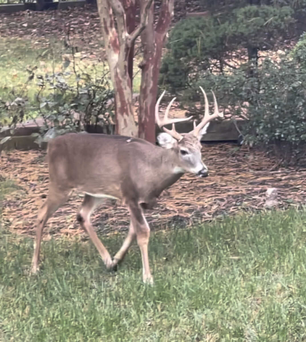 Firearm Deer Hunting Resumes Jan. 6 in Maryland The MoCo Show