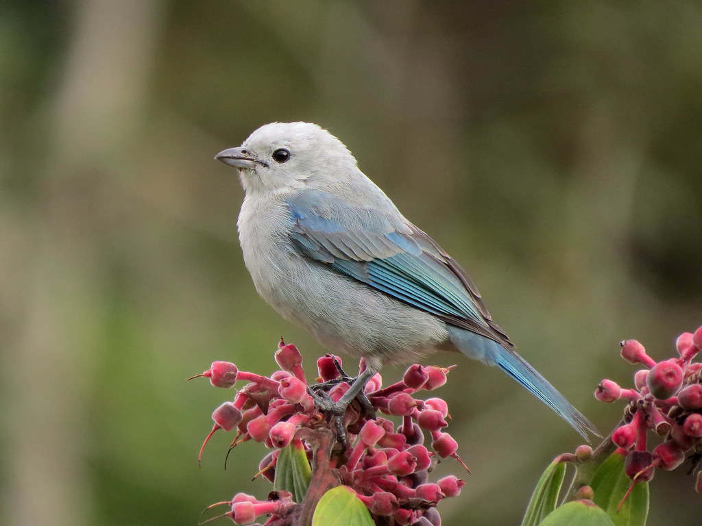 "Shocking discovery 30,000yearold baby mammoth preserved in