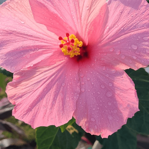 Onlyfans leak ginger_goddess01 - models-gallery.com