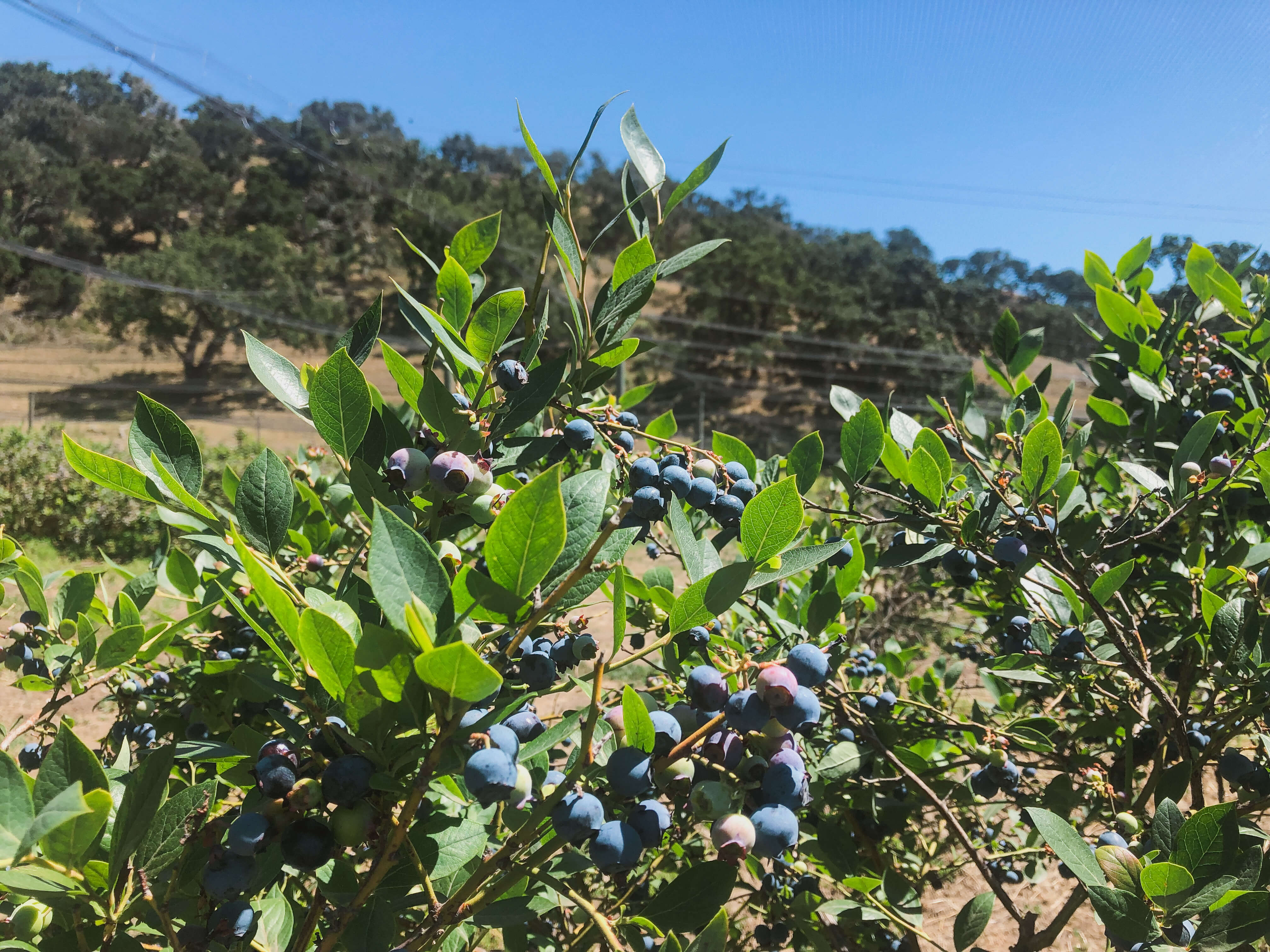 The Best Blueberry Picking Locations in Merced California