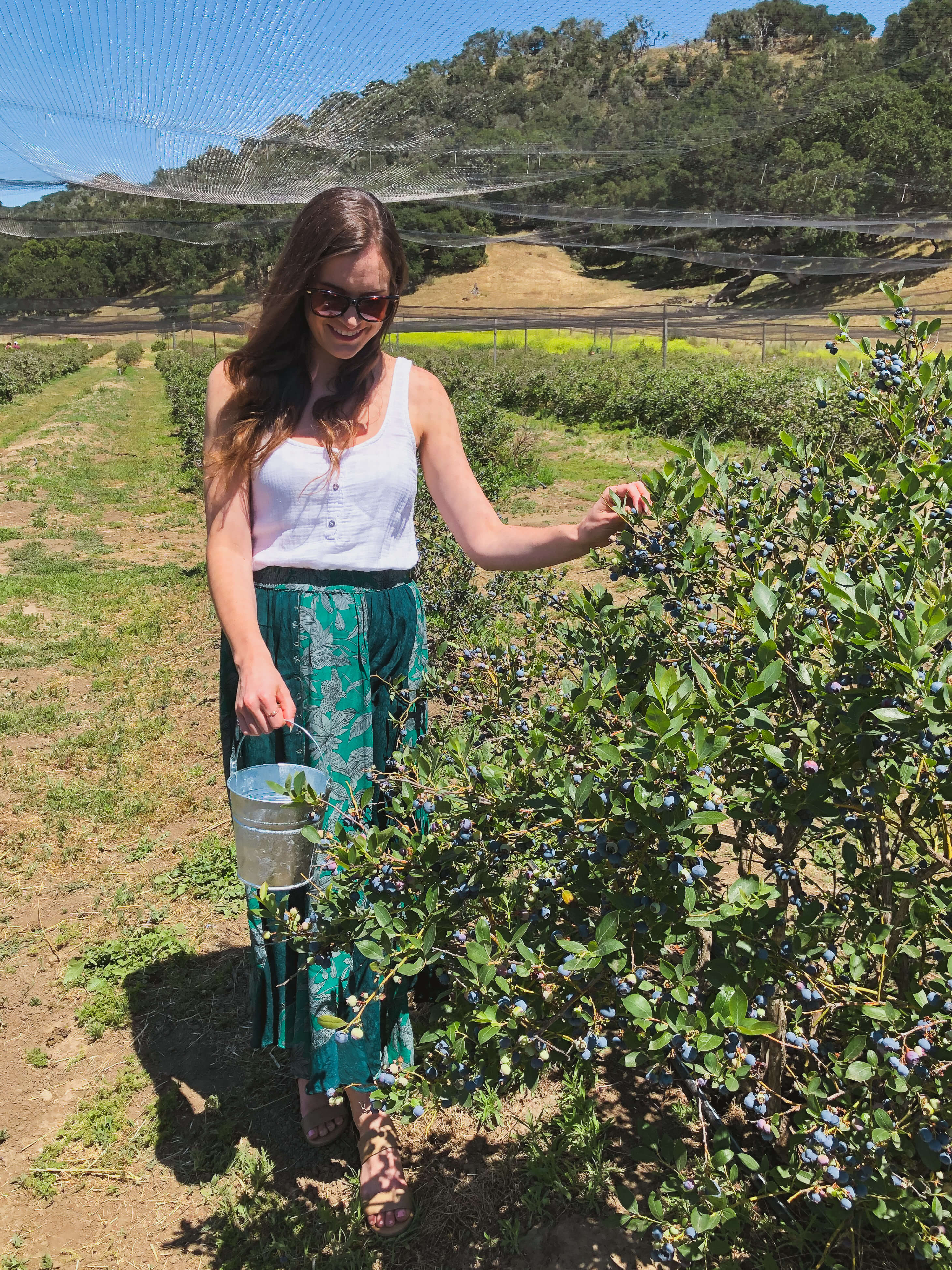 Blueberry Picking in Santa Barbara Moderately Adventurous