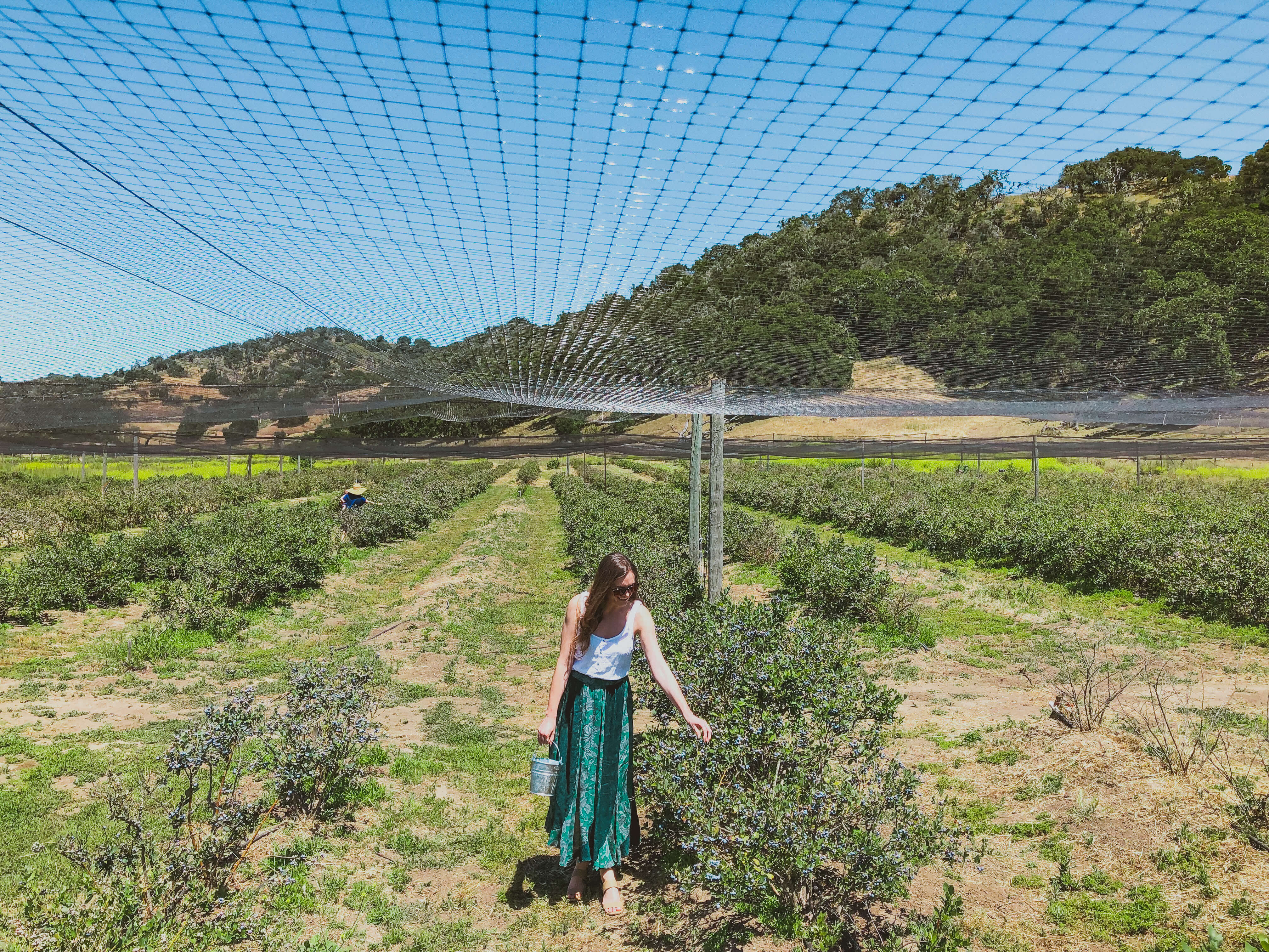 Blueberry Picking in Santa Barbara Moderately Adventurous