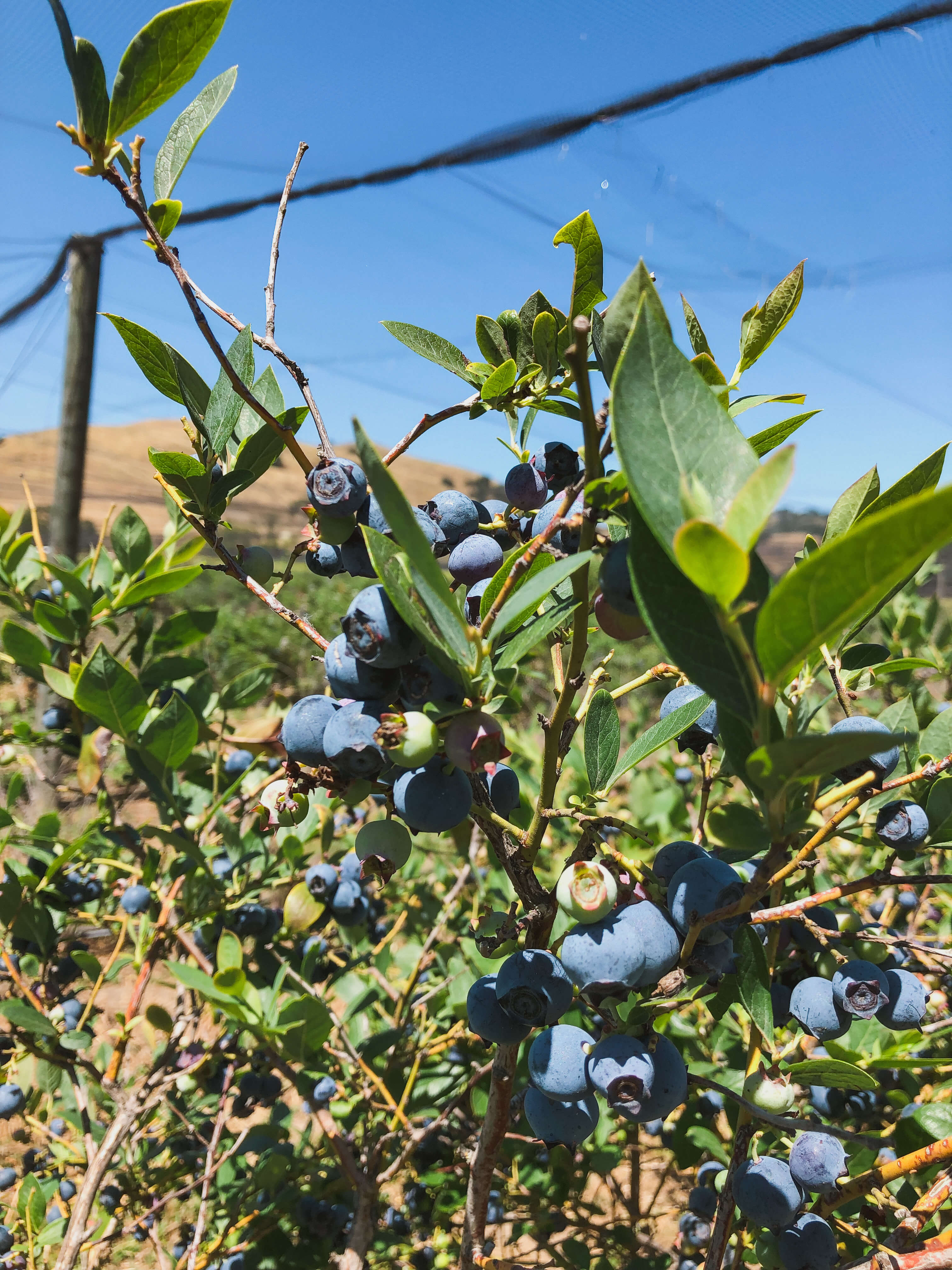 Blueberry Picking in Santa Barbara Moderately Adventurous