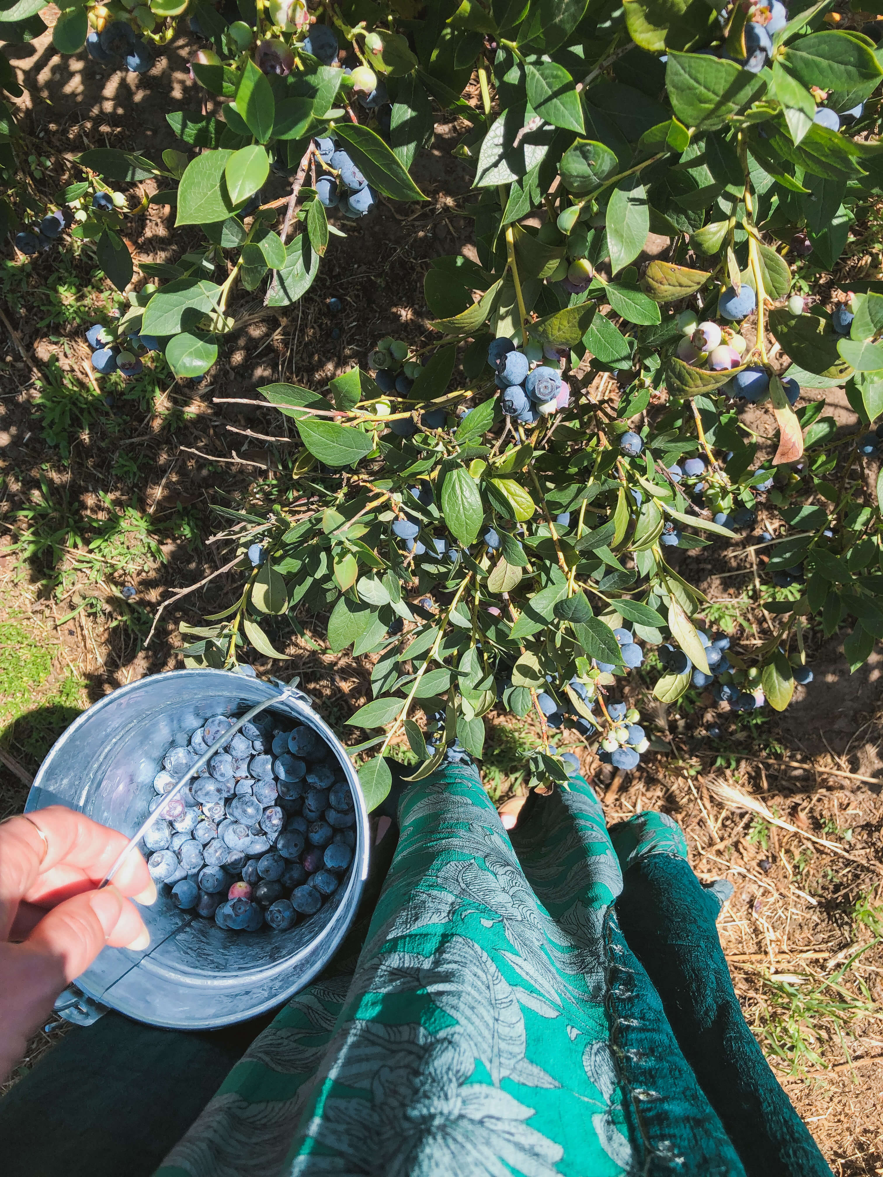 Blueberry Picking in Santa Barbara Moderately Adventurous