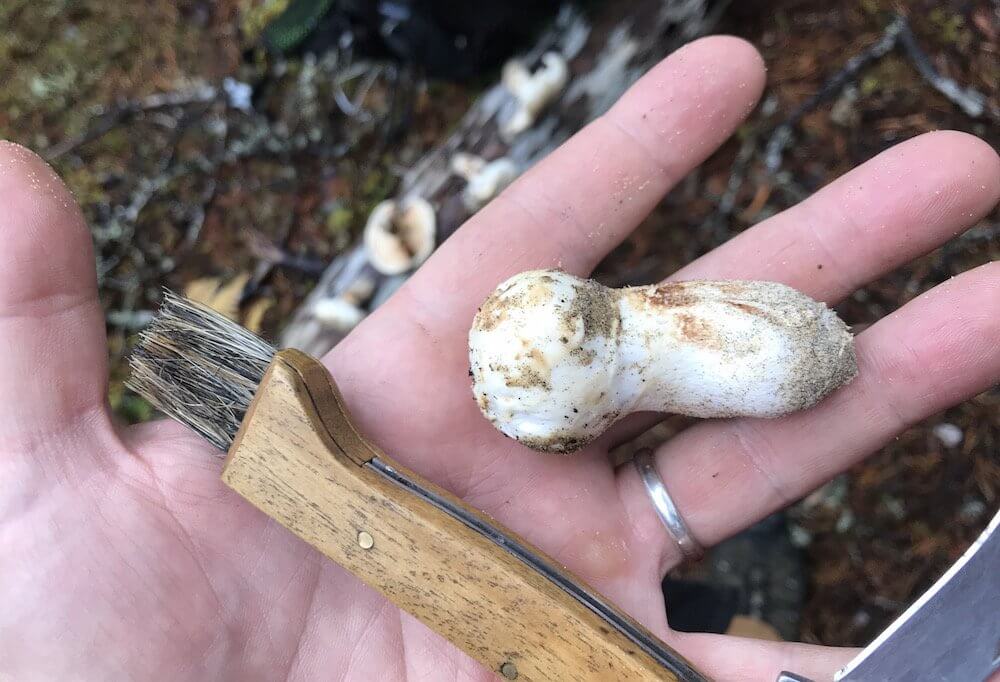 matsutakemushroomgradeafeatured Modern Forager