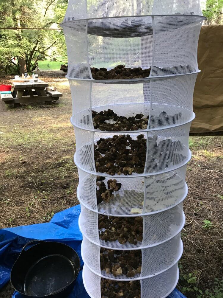 How to Clean and Dry Lots of Wild Foraged Mushrooms Modern Forager