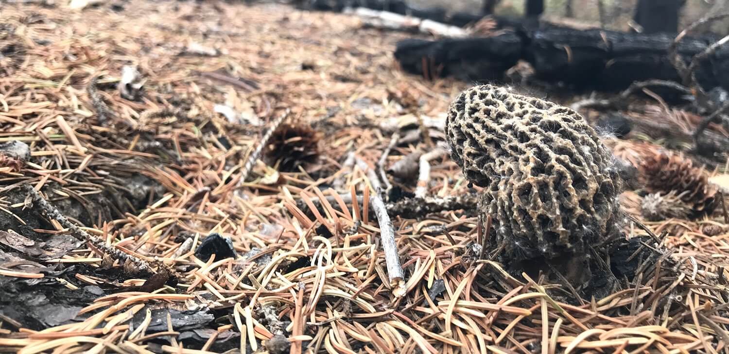 Finding Summer Burn Morels in Colorado Modern Forager