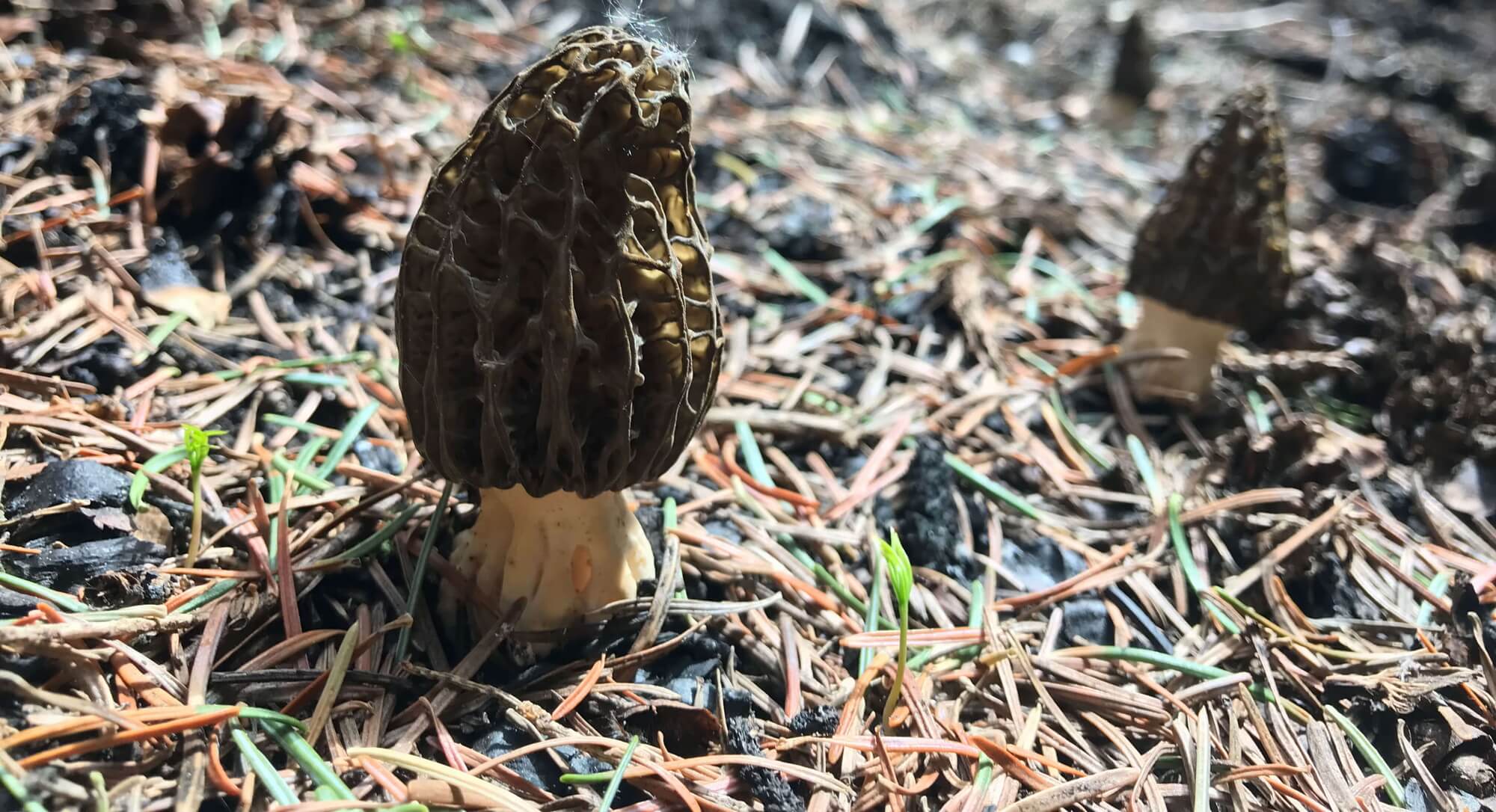 Colorado Burn Morels Modern Forager