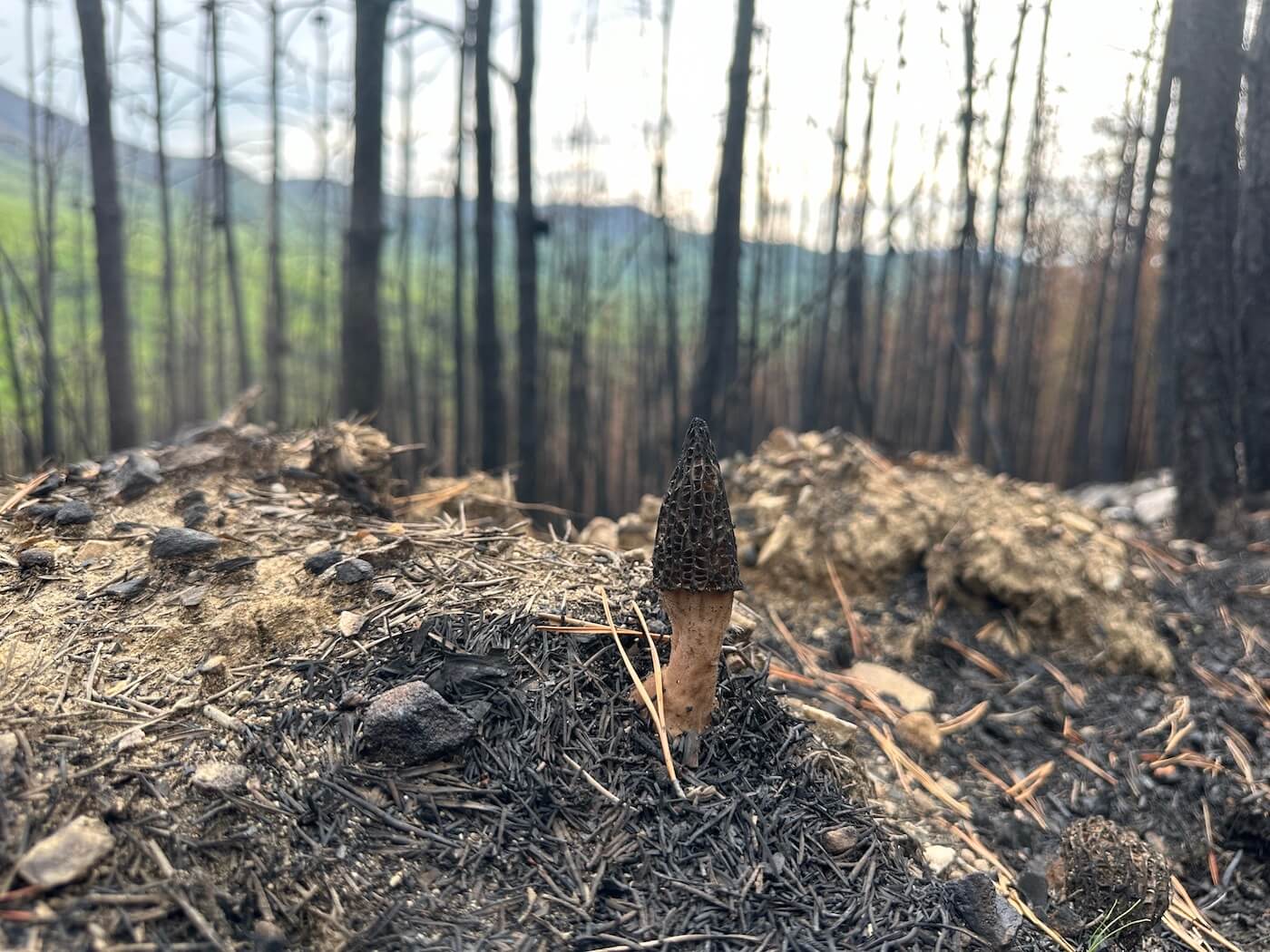 Eastern Burn Morels are a Real Thing Modern Forager