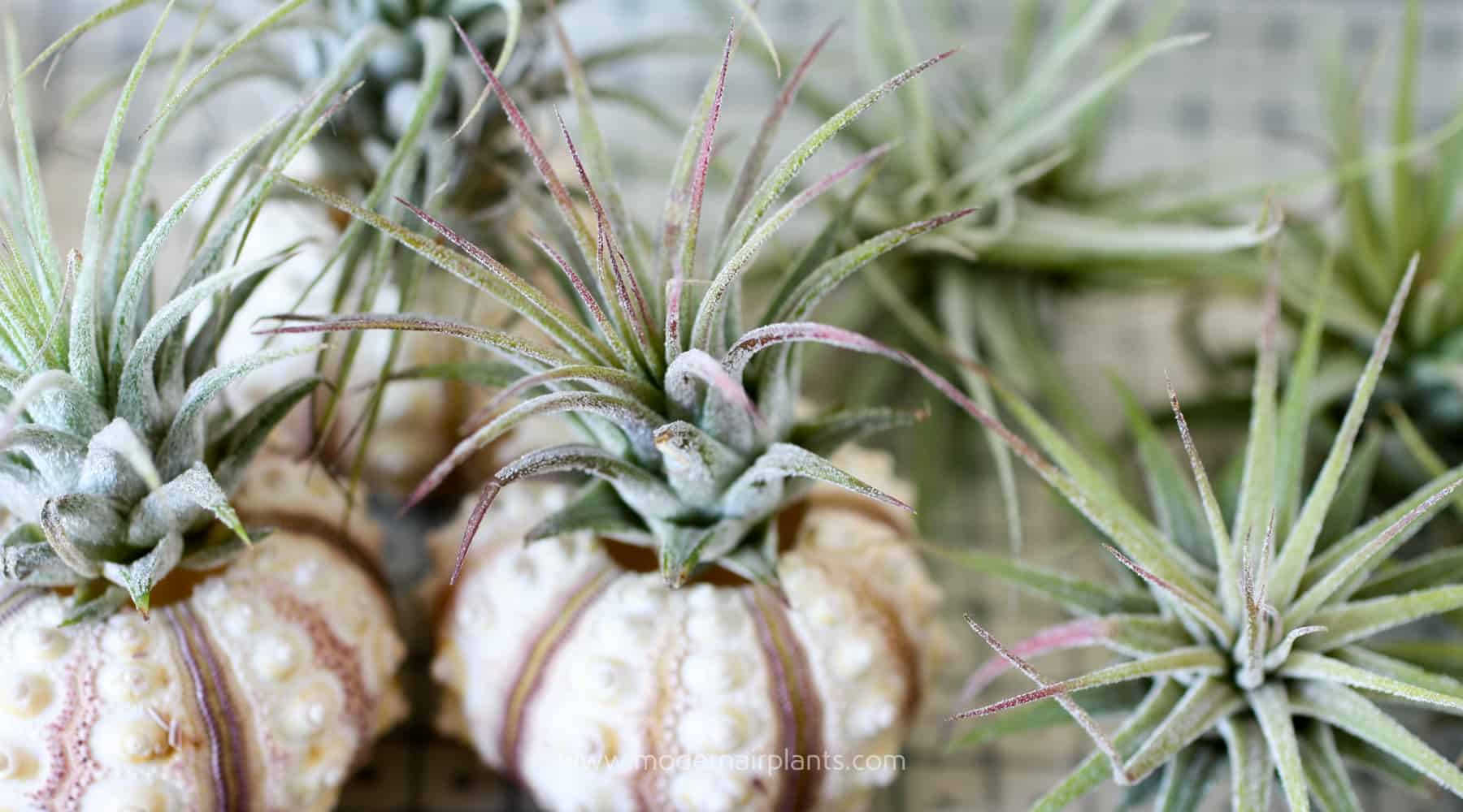 How to Grow Air Plants Indoors Modern Air Plants