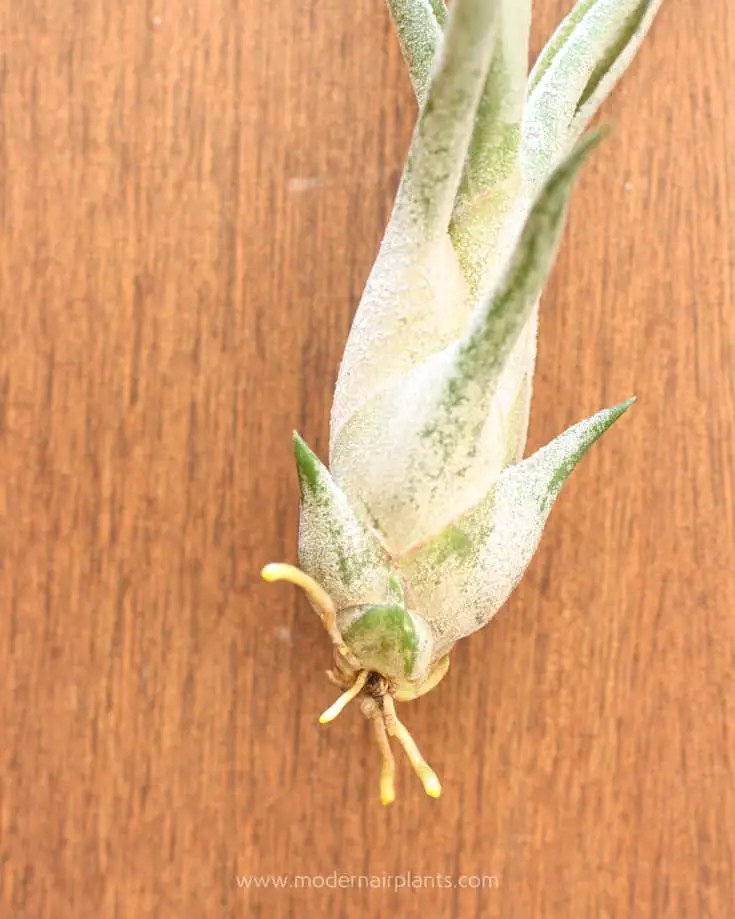 What to Do About Air Plant Roots Keep 'Em or Leave 'Em?