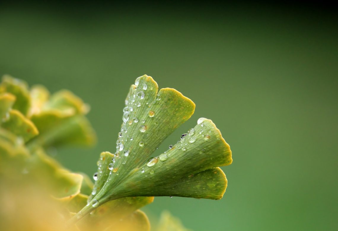 Ginkgo Biloba efecto, dosis y efectos secundarios