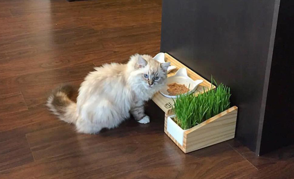 The Best Way To Maintain Your Kitten S Digestive And Overall Health Is An Elevated Cat Feeder Modern Cat