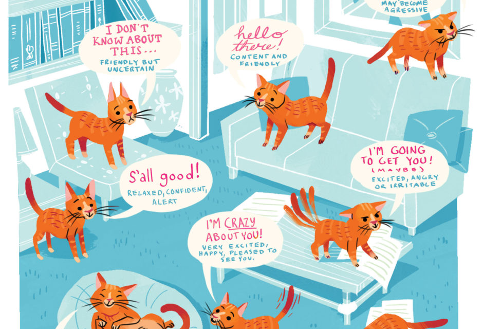 How To Read Your Cat's Body Language Modern Cat