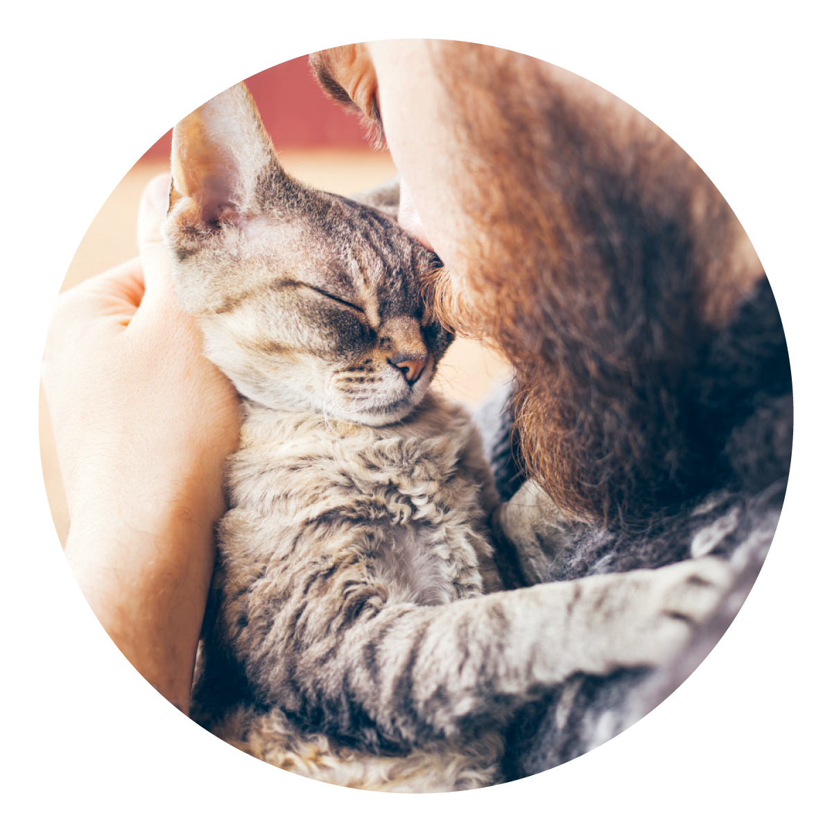 11 Tips For Improving Your Cat's Behaviour Modern Cat