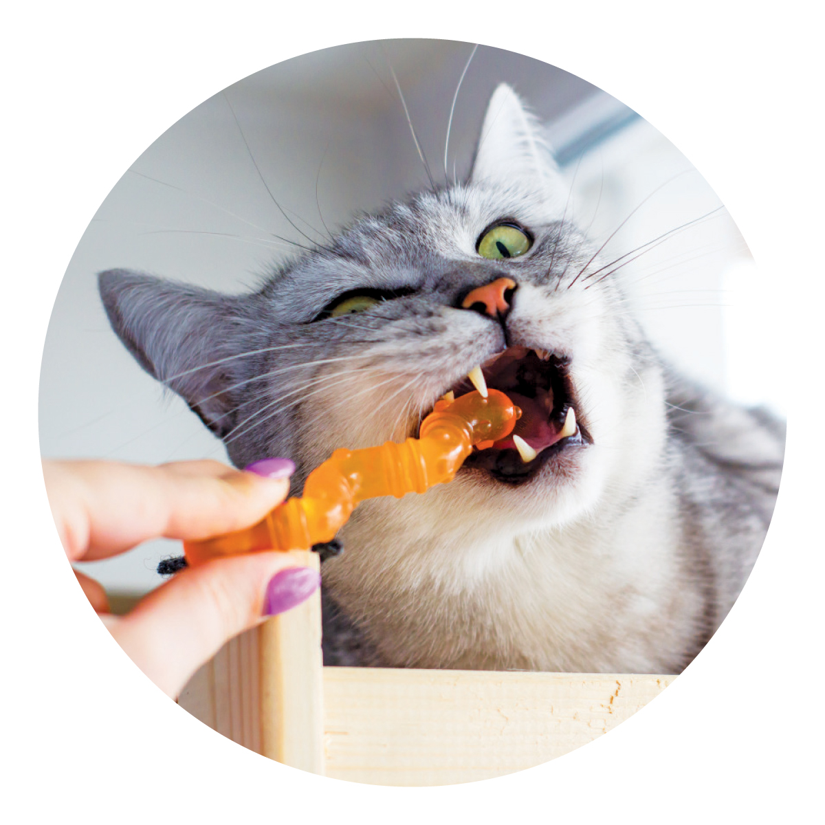 11 Tips For Improving Your Cat's Behaviour Modern Cat
