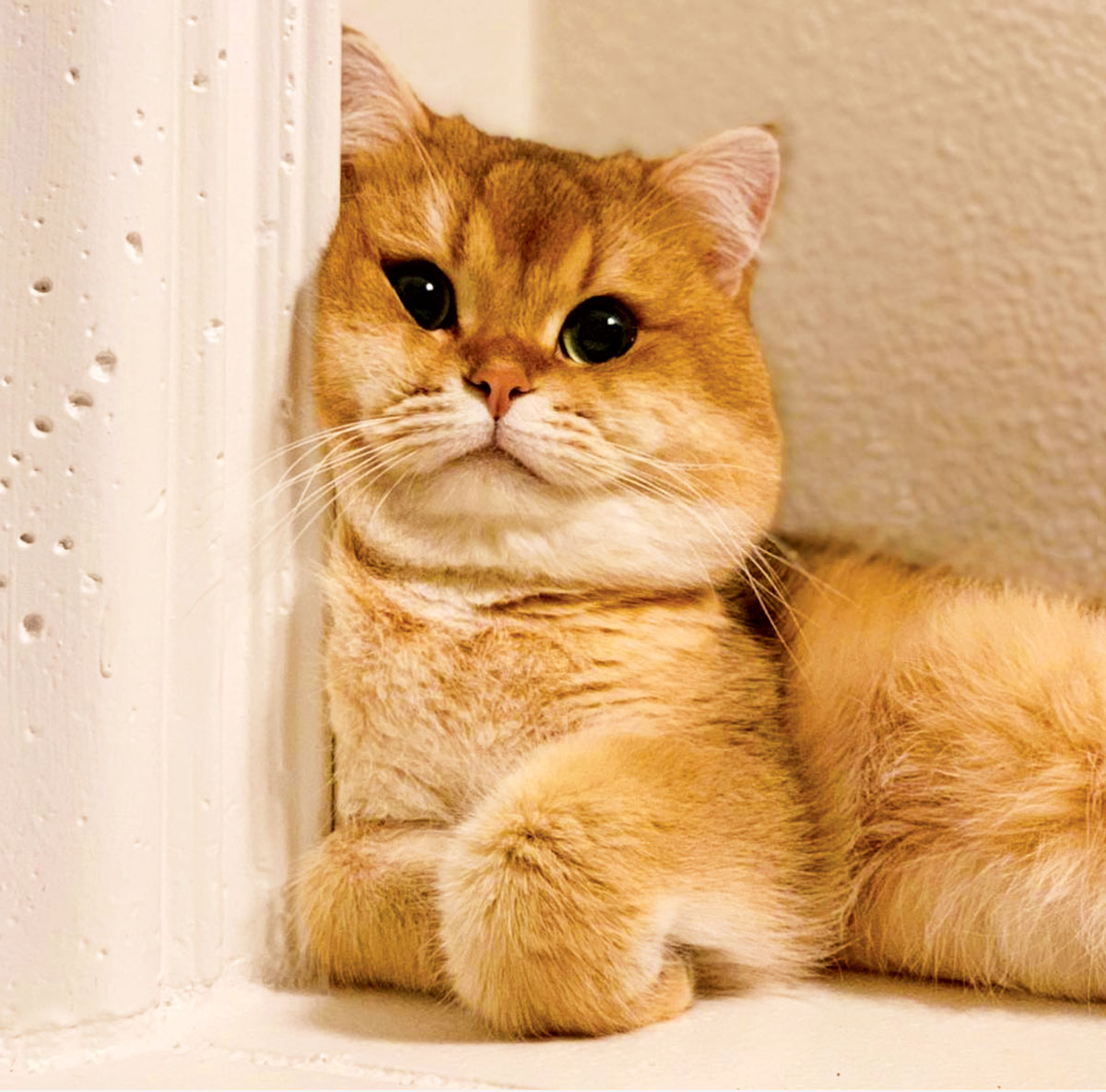 Cute Overload! 4 Instagram Cats You Need to Follow Modern Cat