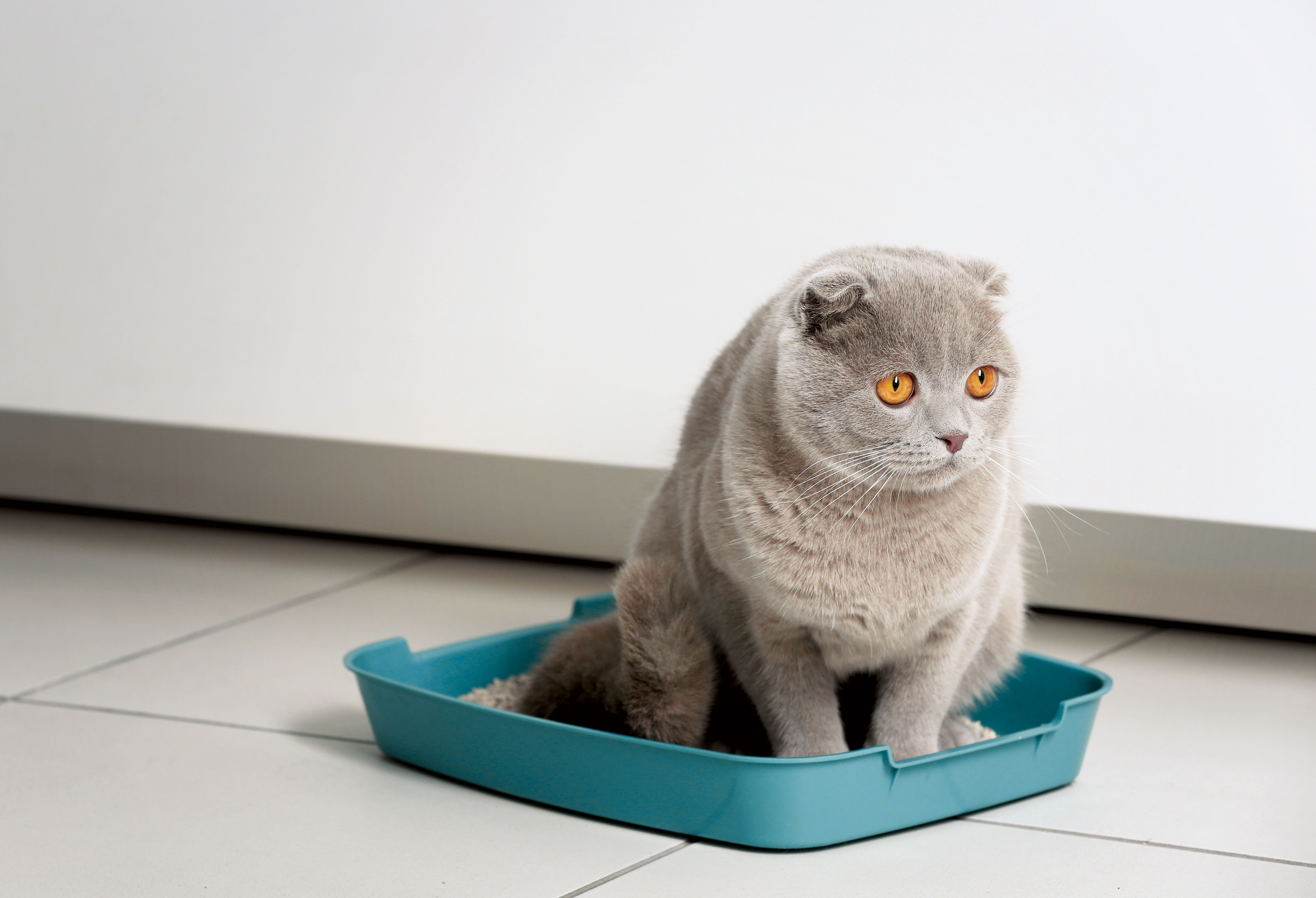 Why Cat Urine Smells So Bad—and What You Can Do About It Modern Cat