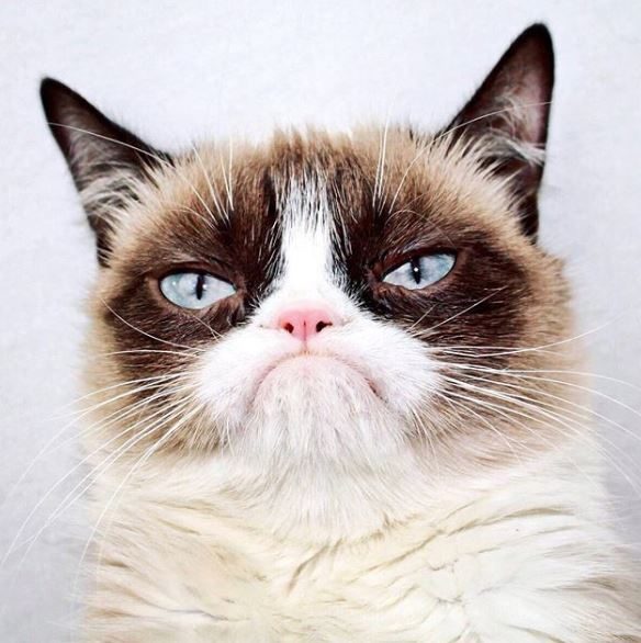 Grumpy Cat, Everyone’s Favourite FrownyFaced Feline, Has Died Modern Cat
