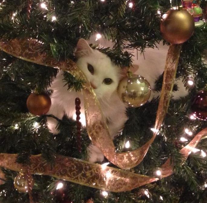Cats In Christmas Trees