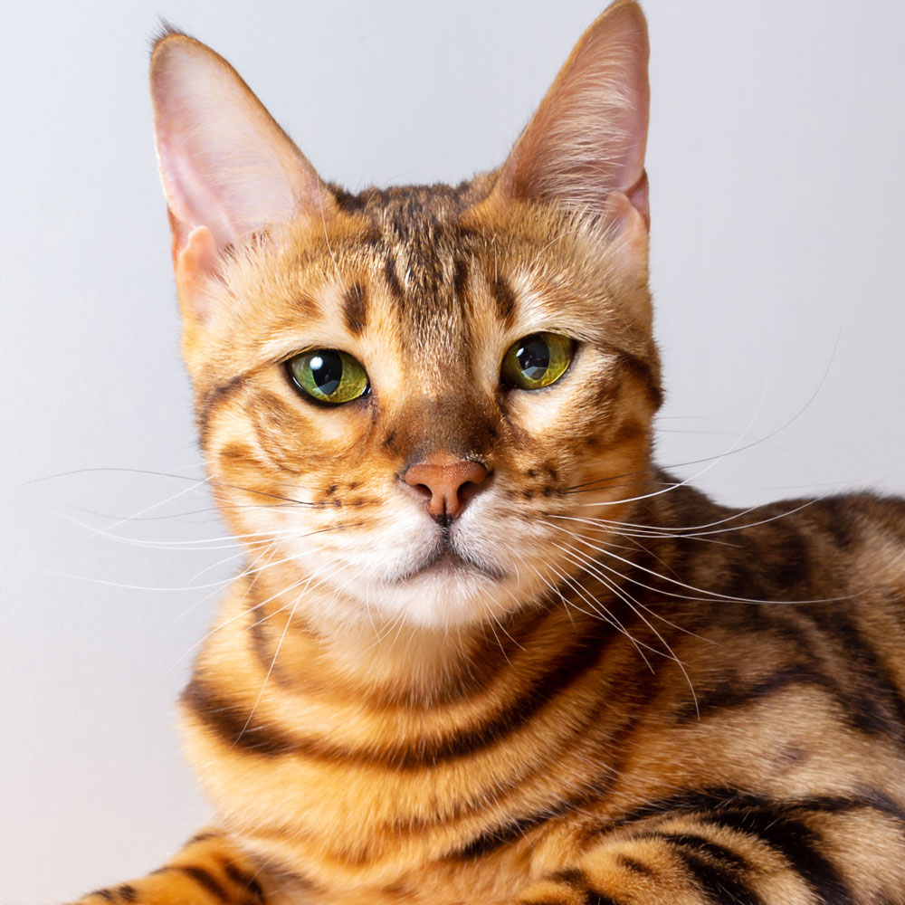 Bengal Modern Cat