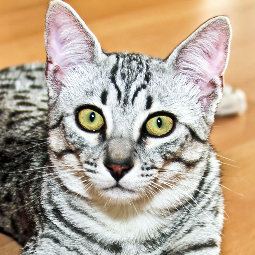 Egyptian Mau Modern Cat
