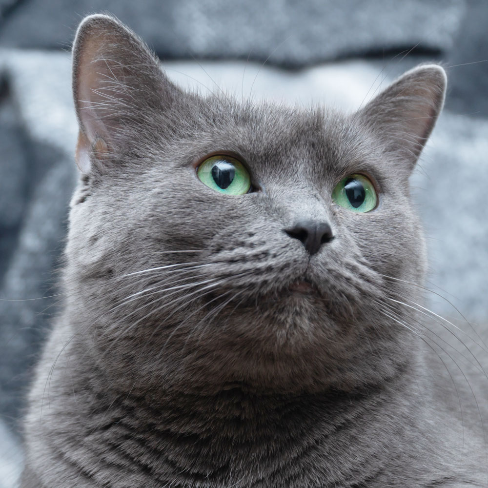 Russian Blue Shorthair