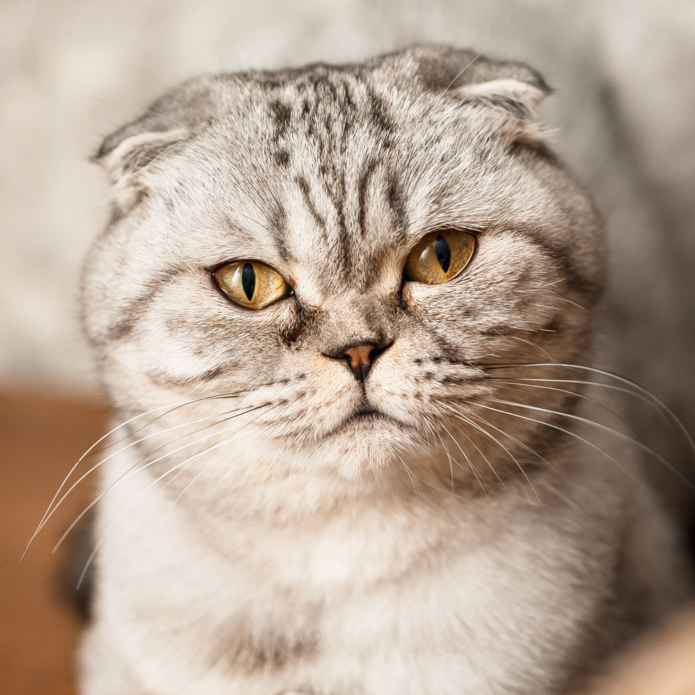 Scottish Fold Modern Cat
