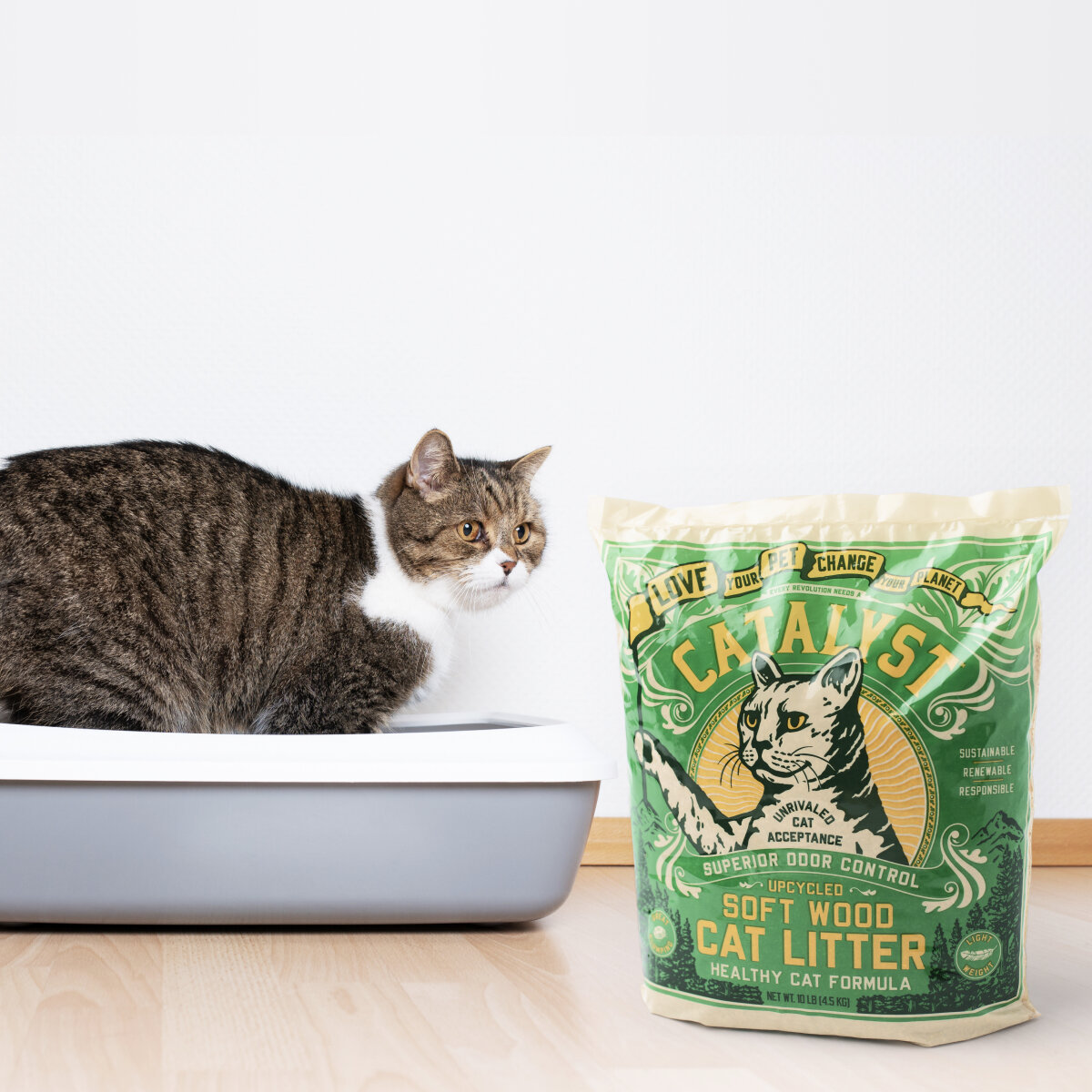 Catalyst Pet Modern Cat