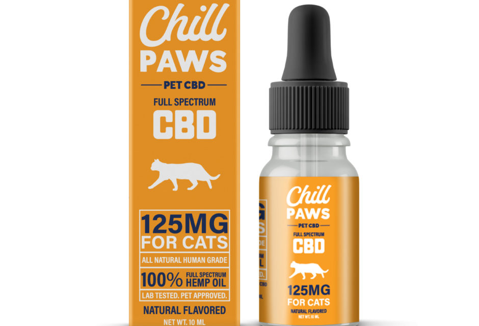 Supplements for Cats With Cancer Modern Cat