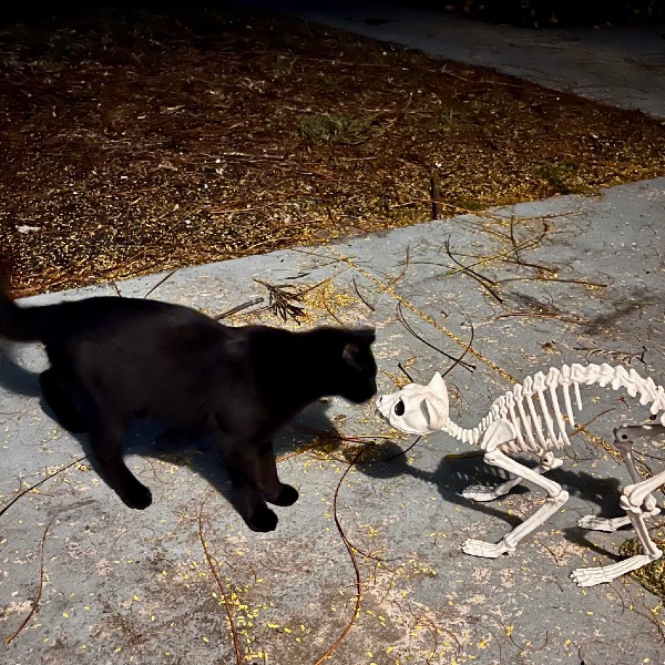 Allycat Contest Entry 46440 Modern Cat