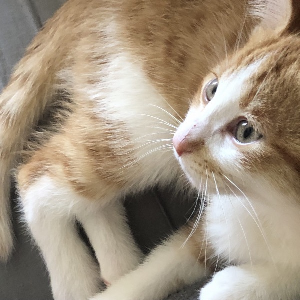 Cheeto Contest Entry 47642 Modern Cat