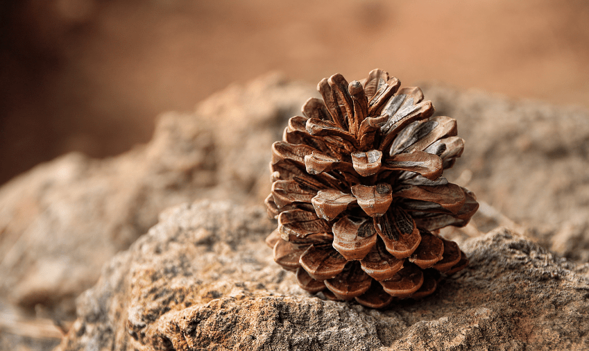 Can You Get Pine Nuts From Any Pine Tree?