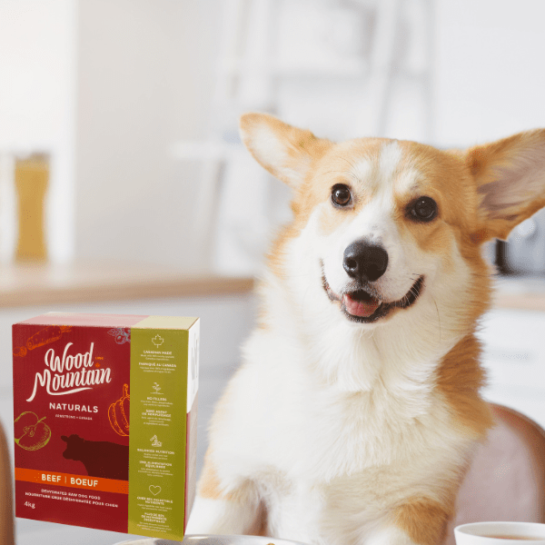 The Best Fresh Dog Food Companies of 2023 Modern Dog Magazine