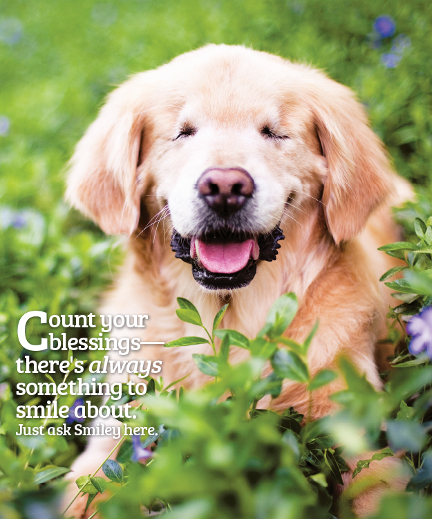 Lessons From Your Dog Modern Dog magazine