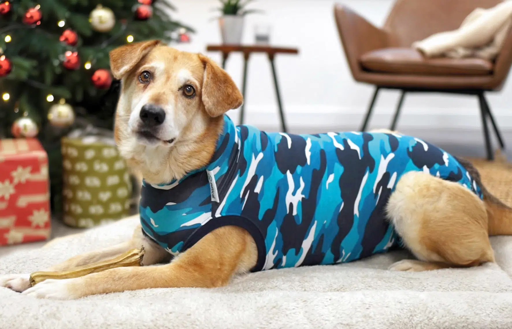 Best Gifts For Dogs Health & Wellness Modern Dog Magazine