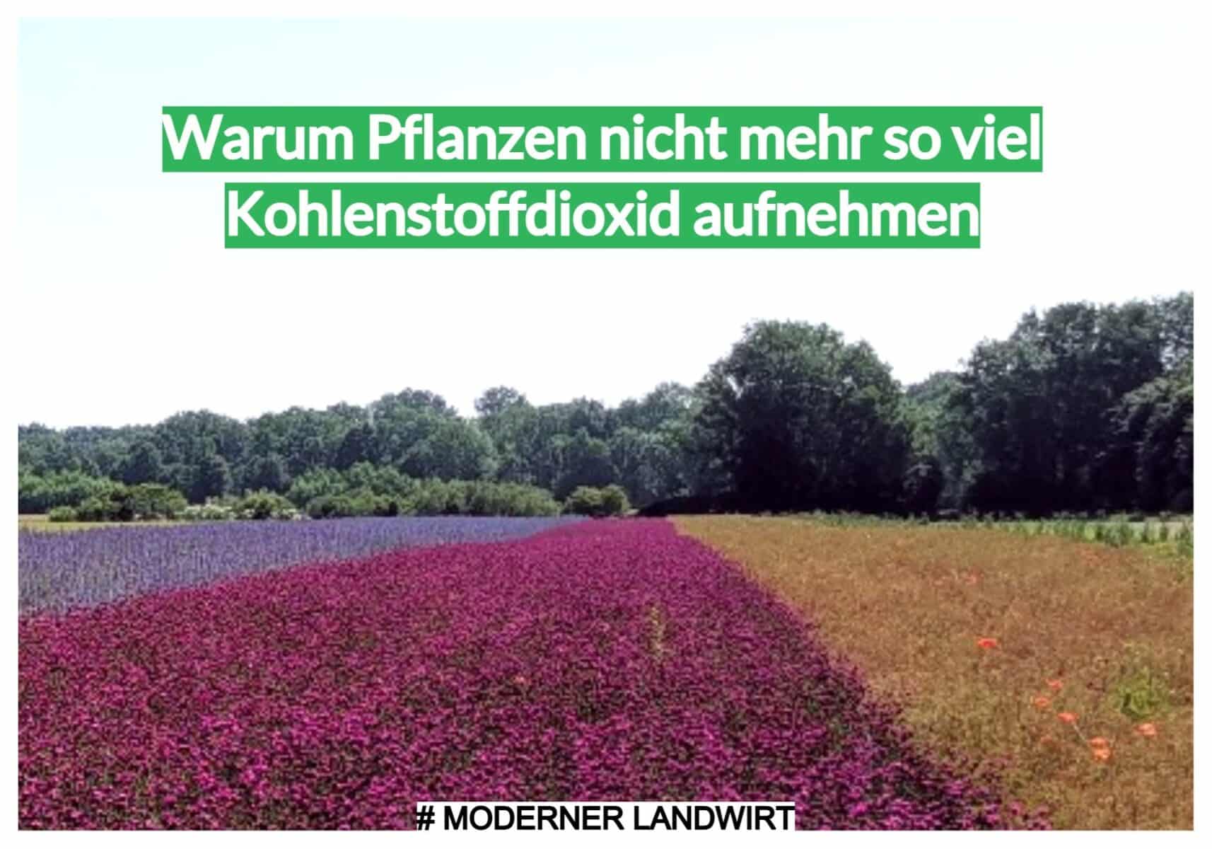 Warum Pflanzen nicht mehr so viel Kohlenstoffdioxid