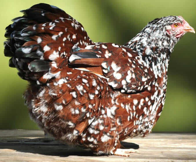 Order Your Chicken Rare Nearly Lost Breeds Make a Comeback Modern Farmer