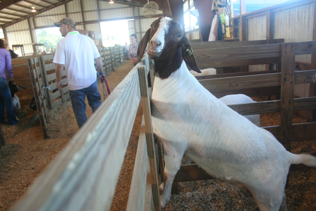 Diary of a State Fair Goat Modern Farmer
