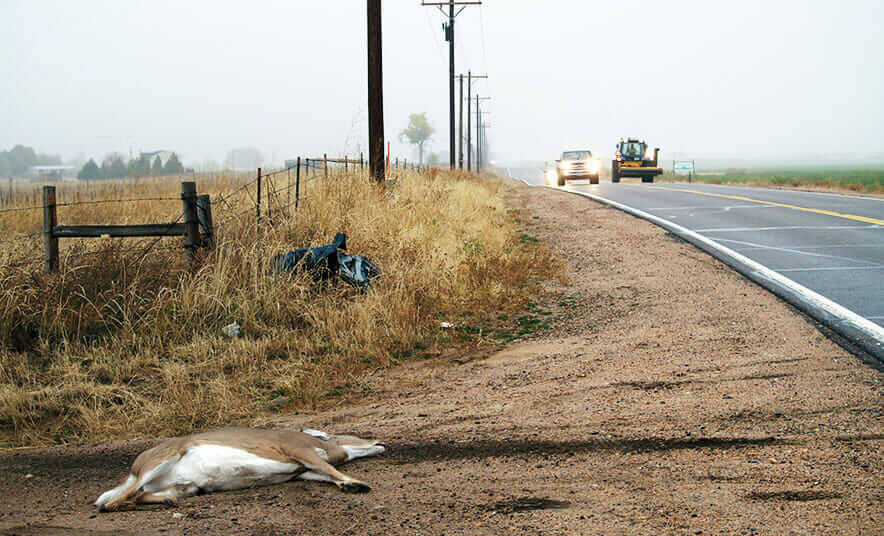 On Eating Roadkill, the Most Ethical Meat Modern Farmer