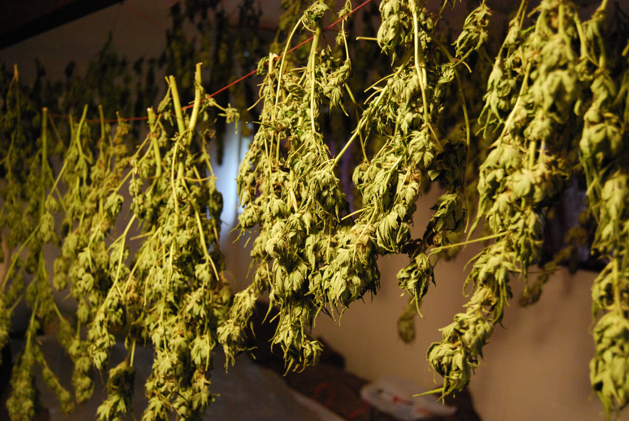 Weed Island Is Washington's Vashon the Proving Ground for Legal, Local